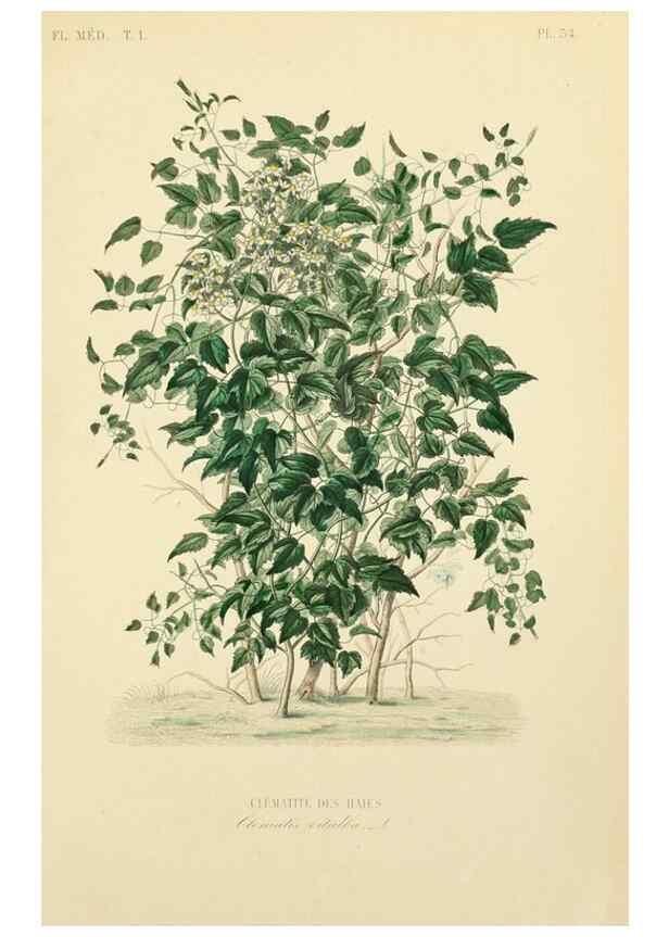 Reproducción/Reproduction 49583025083: Le Règne végétal;. Paris,L. Guérin,1870-72.. 