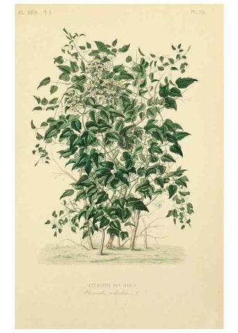 Reproducción/Reproduction 49583025083: Le Règne végétal;. Paris,L. Guérin,1870-72.. 