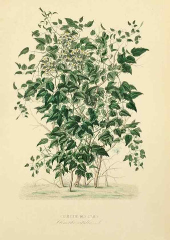 Reproducción/Reproduction 49583025083: Le Règne végétal;. Paris,L. Guérin,1870-72.. 