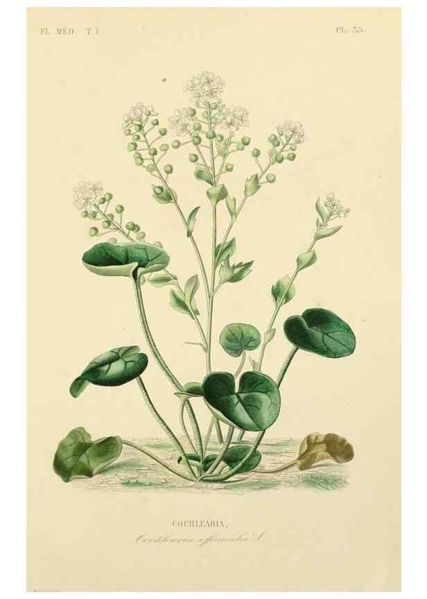 Reproducción/Reproduction 49583756077: Le Règne végétal;. Paris,L. Guérin,1870-72.. 