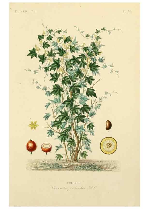 Reproducción/Reproduction 49583756352: Le Règne végétal;. Paris,L. Guérin,1870-72.. 
