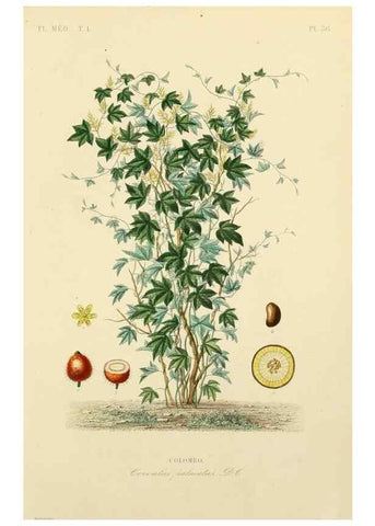 Reproducción/Reproduction 49583756352: Le Règne végétal;. Paris,L. Guérin,1870-72.. 
