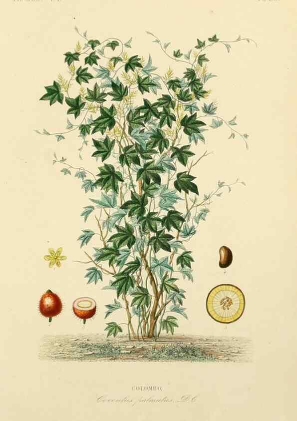 Reproducción/Reproduction 49583756352: Le Règne végétal;. Paris,L. Guérin,1870-72.. 