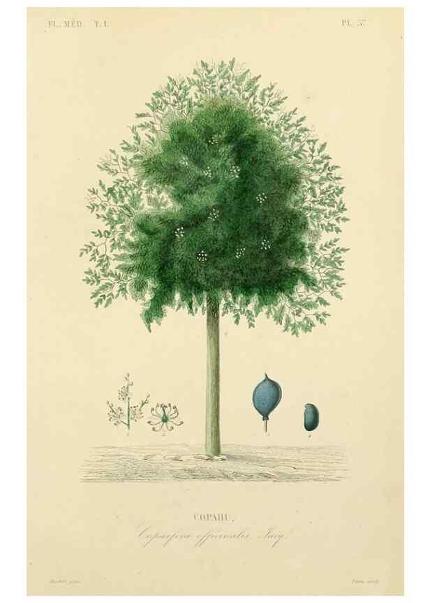 Reproducción/Reproduction 49583025913: Le Règne végétal;. Paris,L. Guérin,1870-72.. 