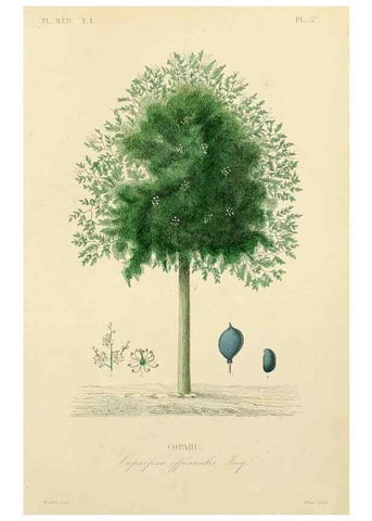 Reproducción/Reproduction 49583025913: Le Règne végétal;. Paris,L. Guérin,1870-72.. 