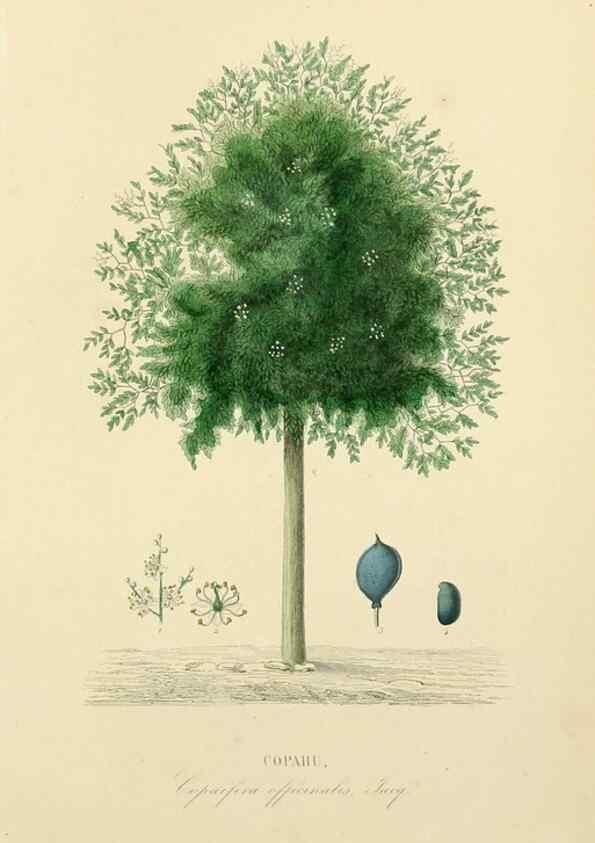 Reproducción/Reproduction 49583025913: Le Règne végétal;. Paris,L. Guérin,1870-72.. 