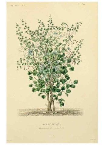 Reproducción/Reproduction 49583756942: Le Règne végétal;. Paris,L. Guérin,1870-72.. 