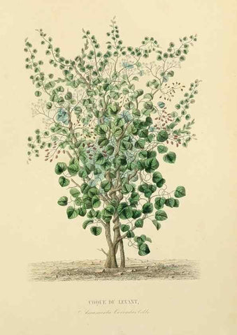Reproducción/Reproduction 49583756942: Le Règne végétal;. Paris,L. Guérin,1870-72.. 