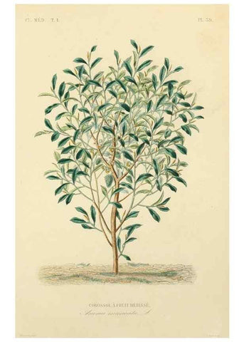 Reproducción/Reproduction 49583757237: Le Règne végétal;. Paris,L. Guérin,1870-72.. 