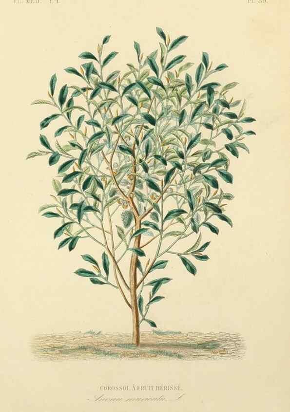 Reproducción/Reproduction 49583757237: Le Règne végétal;. Paris,L. Guérin,1870-72.. 