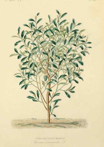 Reproducción/Reproduction 49583757237: Le Règne végétal;. Paris,L. Guérin,1870-72.. 
