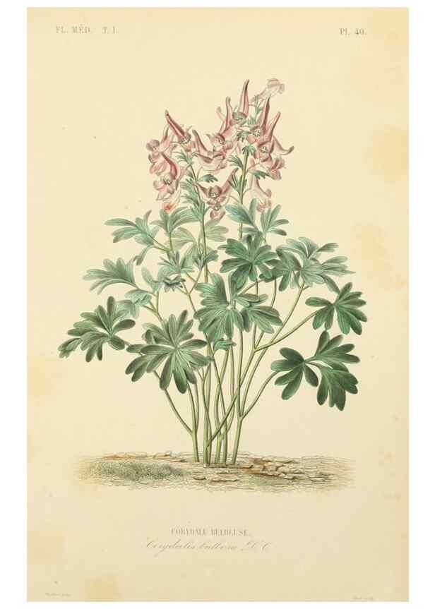 Reproducción/Reproduction 49583521786: Le Règne végétal;. Paris,L. Guérin,1870-72.. 