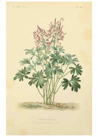 Reproducción/Reproduction 49583521786: Le Règne végétal;. Paris,L. Guérin,1870-72.. 