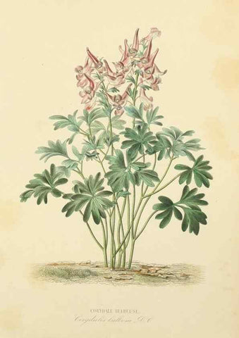 Reproducción/Reproduction 49583521786: Le Règne végétal;. Paris,L. Guérin,1870-72.. 