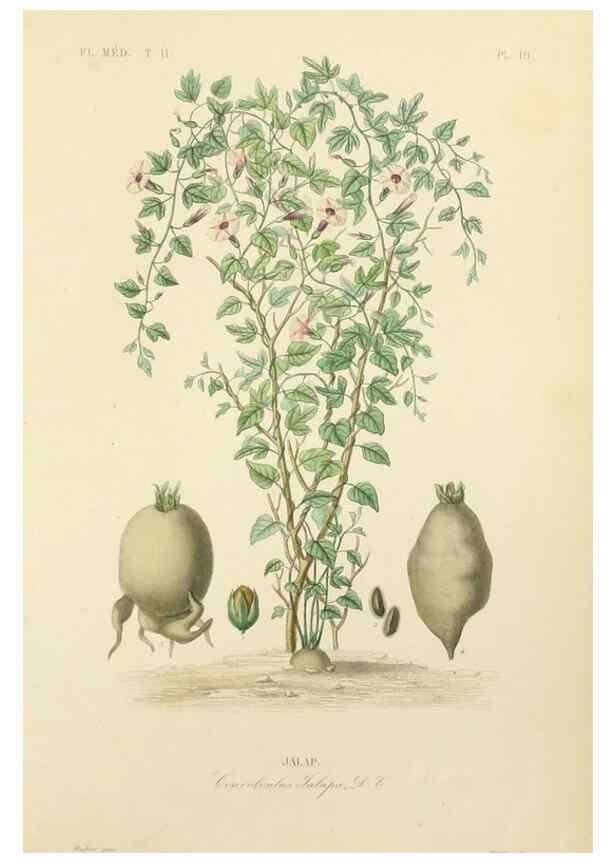 Reproducción/Reproduction 49583630151: Le Règne végétal;. Paris,L. Guérin,1870-72.. 