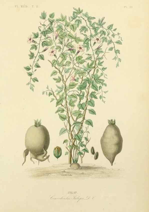 Reproducción/Reproduction 49583630151: Le Règne végétal;. Paris,L. Guérin,1870-72.. 