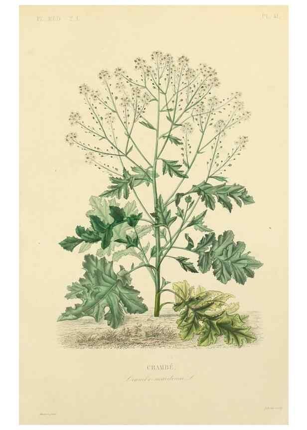 Reproducción/Reproduction 49583522081: Le Règne végétal;. Paris,L. Guérin,1870-72.. 