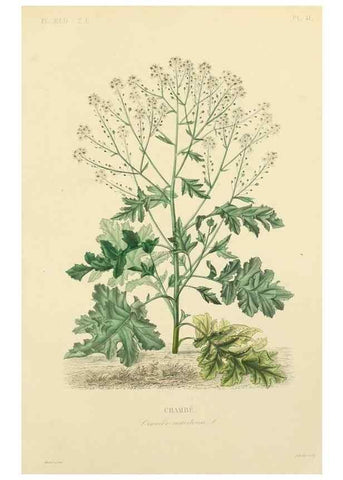 Reproducción/Reproduction 49583522081: Le Règne végétal;. Paris,L. Guérin,1870-72.. 