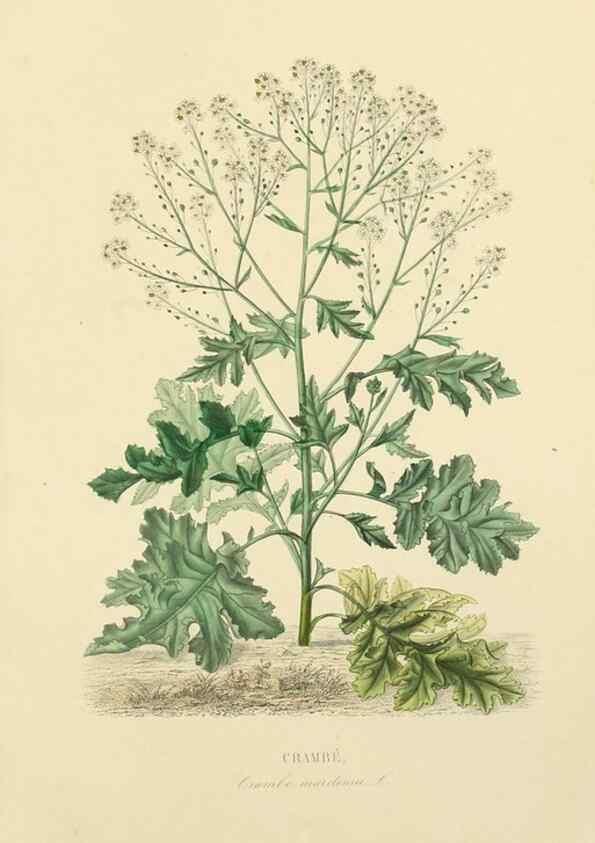 Reproducción/Reproduction 49583522081: Le Règne végétal;. Paris,L. Guérin,1870-72.. 