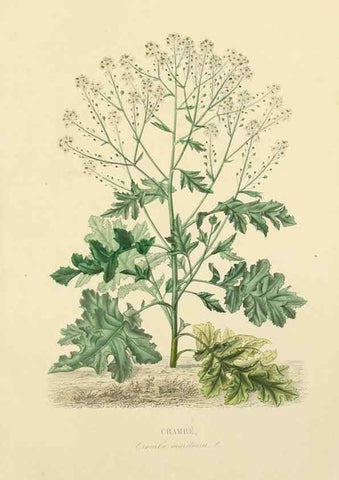 Reproducción/Reproduction 49583522081: Le Règne végétal;. Paris,L. Guérin,1870-72.. 