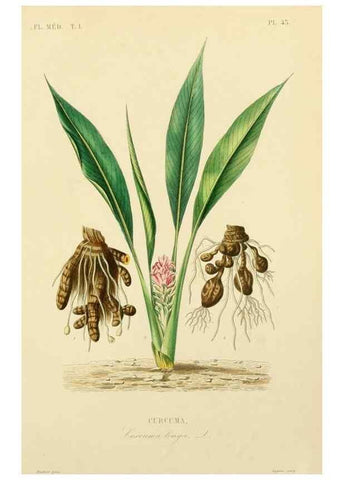 Reproducción/Reproduction 49583758662: Le Règne végétal;. Paris,L. Guérin,1870-72.. 