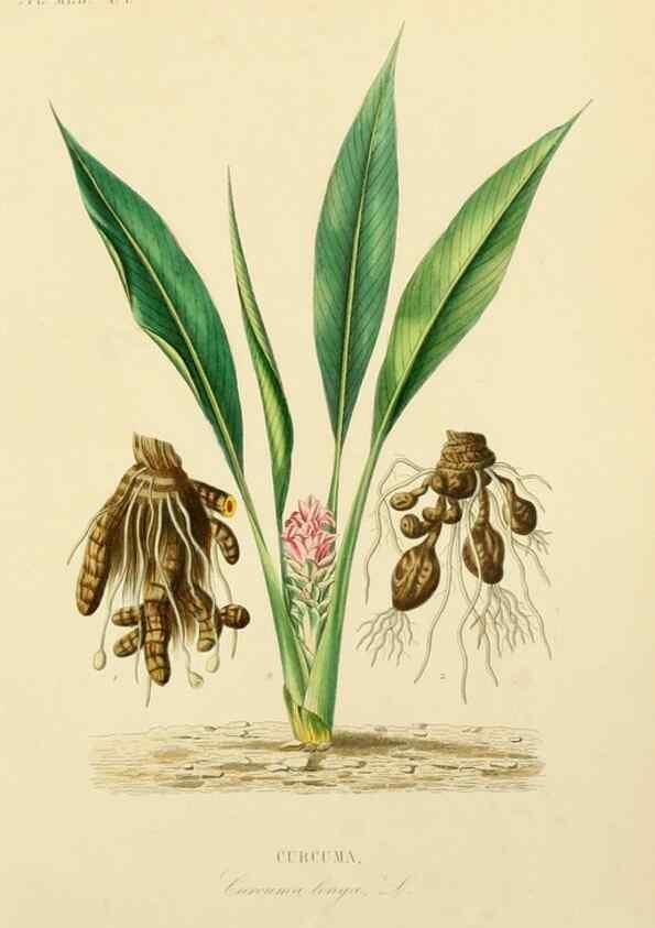 Reproducción/Reproduction 49583758662: Le Règne végétal;. Paris,L. Guérin,1870-72.. 