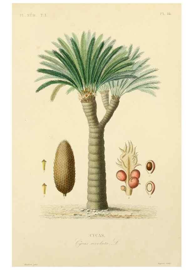 Reproducción/Reproduction 49583523181: Le Règne végétal;. Paris,L. Guérin,1870-72.. 