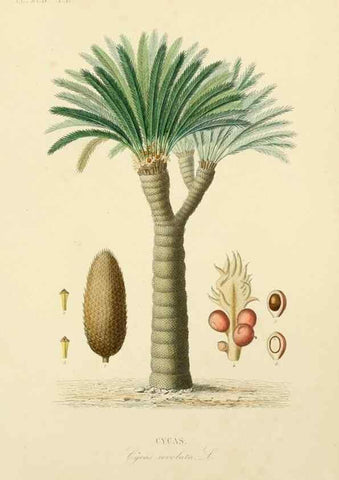 Reproducción/Reproduction 49583523181: Le Règne végétal;. Paris,L. Guérin,1870-72.. 