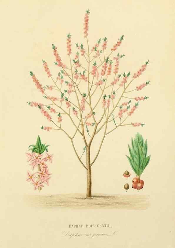 Reproducción/Reproduction 49583759327: Le Règne végétal;. Paris,L. Guérin,1870-72.. 