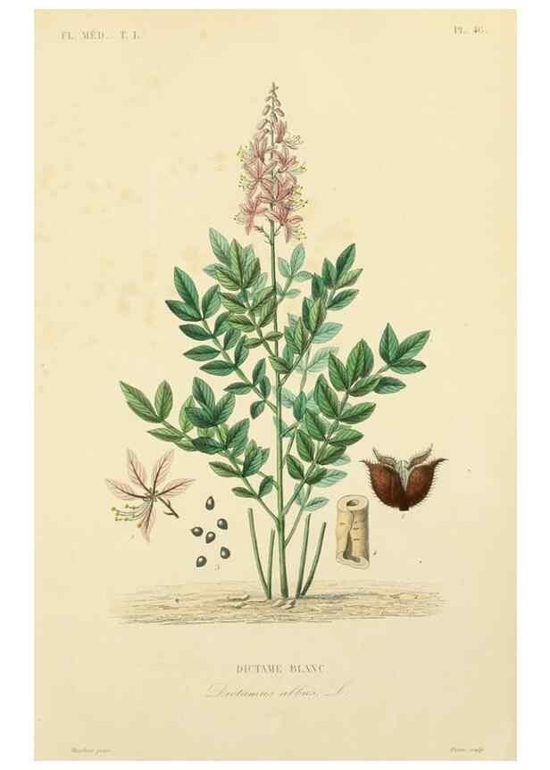 Reproducción/Reproduction 49583028853: Le Règne végétal;. Paris,L. Guérin,1870-72.. 