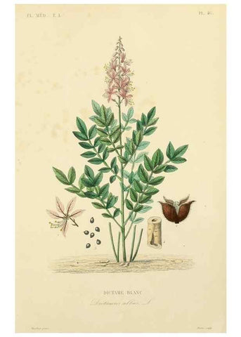 Reproducción/Reproduction 49583028853: Le Règne végétal;. Paris,L. Guérin,1870-72.. 
