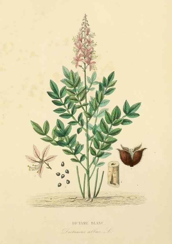 Reproducción/Reproduction 49583028853: Le Règne végétal;. Paris,L. Guérin,1870-72.. 