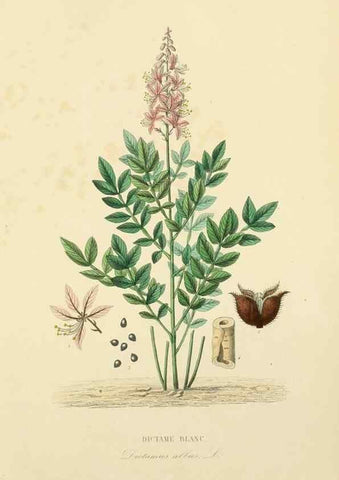 Reproducción/Reproduction 49583028853: Le Règne végétal;. Paris,L. Guérin,1870-72.. 
