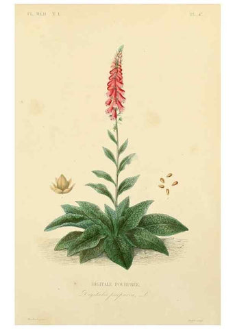 Reproducción/Reproduction 49583524041: Le Règne végétal;. Paris,L. Guérin,1870-72.. 