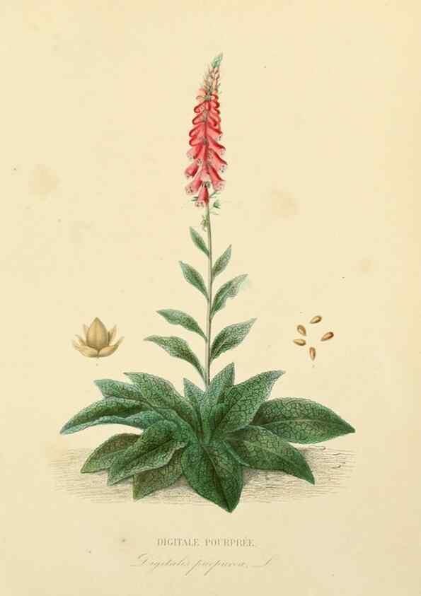 Reproducción/Reproduction 49583524041: Le Règne végétal;. Paris,L. Guérin,1870-72.. 