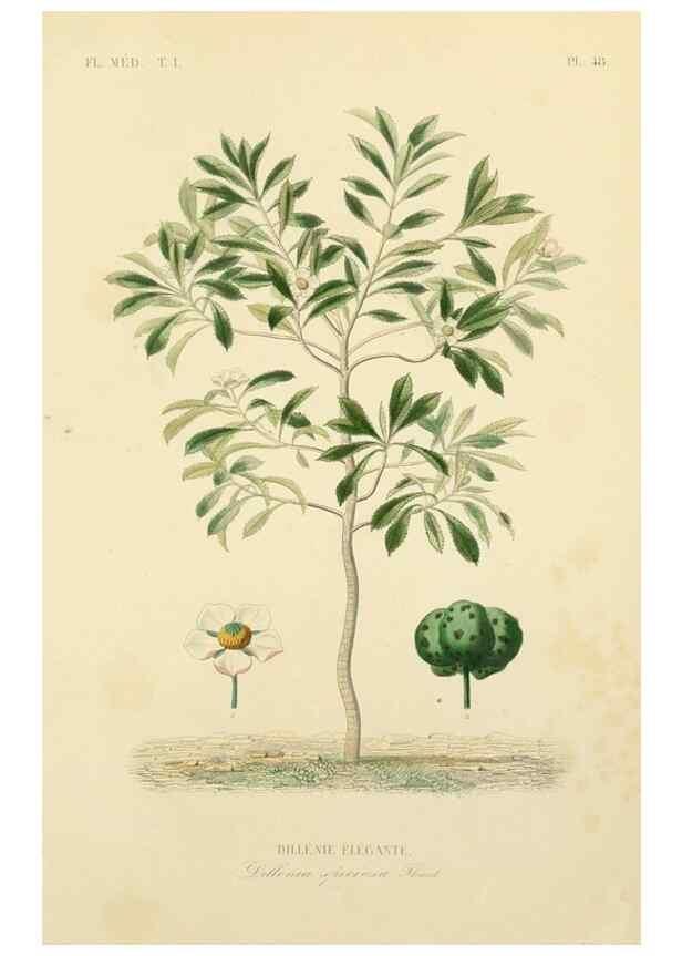 Reproducción/Reproduction 49583524316: Le Règne végétal;. Paris,L. Guérin,1870-72.. 