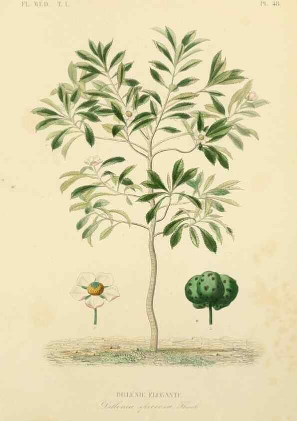 Reproducción/Reproduction 49583524316: Le Règne végétal;. Paris,L. Guérin,1870-72.. 