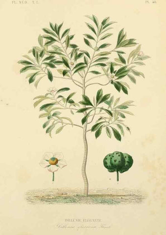 Reproducción/Reproduction 49583524316: Le Règne végétal;. Paris,L. Guérin,1870-72.. 