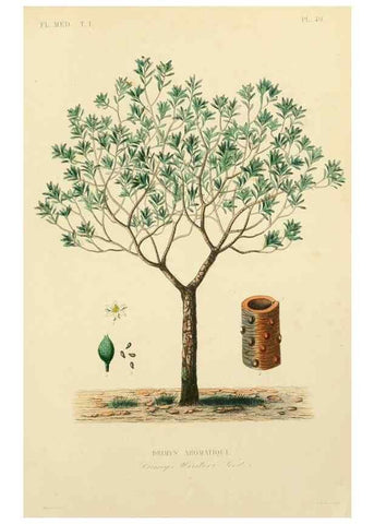 Reproducción/Reproduction 49583029743: Le Règne végétal;. Paris,L. Guérin,1870-72.. 