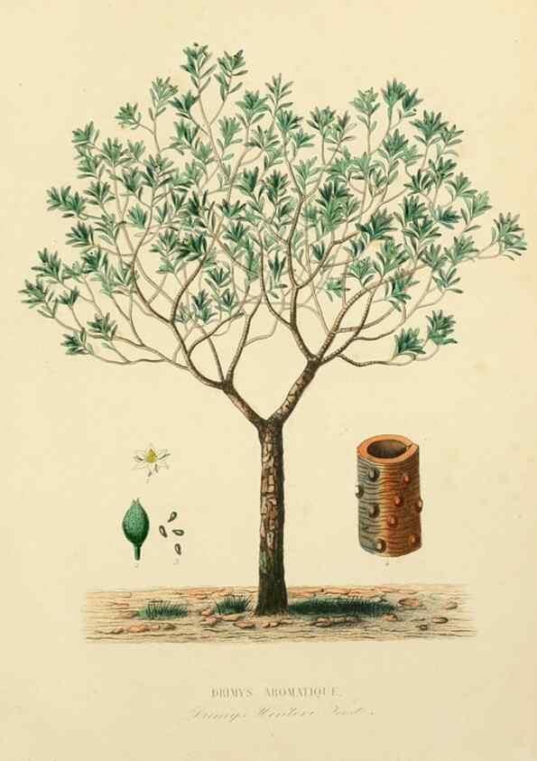 Reproducción/Reproduction 49583029743: Le Règne végétal;. Paris,L. Guérin,1870-72.. 