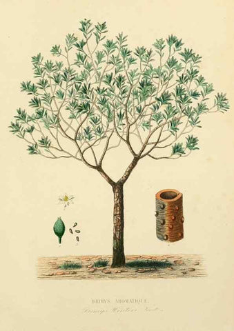 Reproducción/Reproduction 49583029743: Le Règne végétal;. Paris,L. Guérin,1870-72.. 