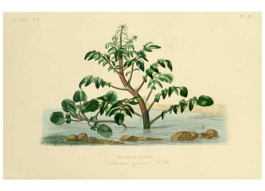Reproducción/Reproduction 49583758322: Le Règne végétal;. Paris,L. Guérin,1870-72.. 