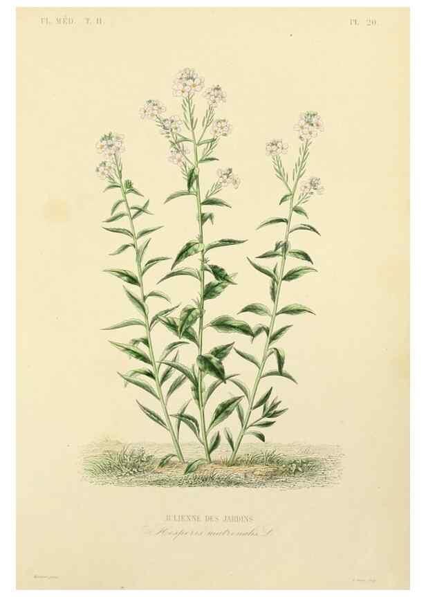 Reproducción/Reproduction 49583630496: Le Règne végétal;. Paris,L. Guérin,1870-72.. 