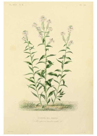Reproducción/Reproduction 49583630496: Le Règne végétal;. Paris,L. Guérin,1870-72.. 