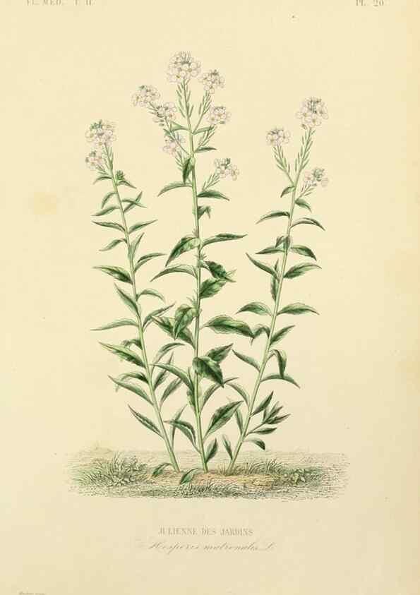 Reproducción/Reproduction 49583630496: Le Règne végétal;. Paris,L. Guérin,1870-72.. 