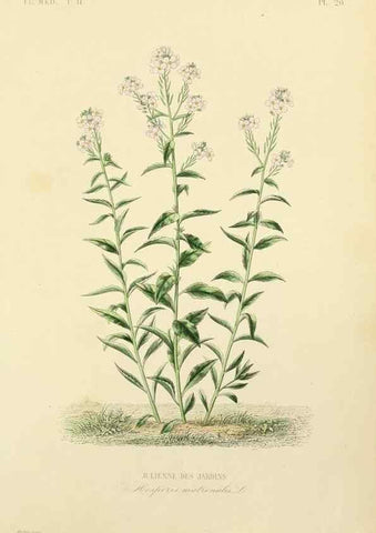 Reproducción/Reproduction 49583630496: Le Règne végétal;. Paris,L. Guérin,1870-72.. 