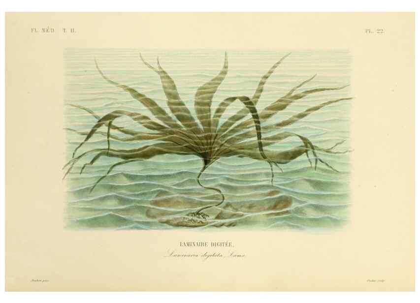 Reproducción/Reproduction 49583866577: Le Règne végétal;. Paris,L. Guérin,1870-72.. 