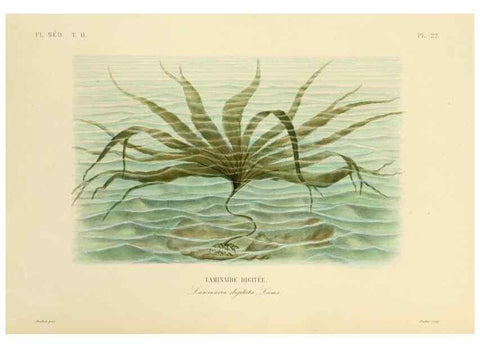 Reproducción/Reproduction 49583866577: Le Règne végétal;. Paris,L. Guérin,1870-72.. 