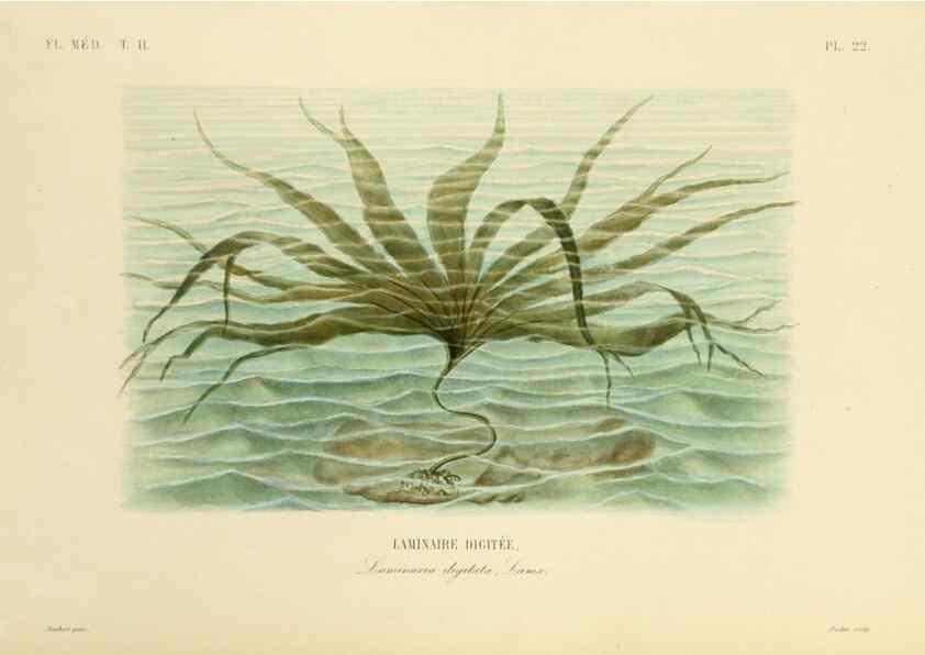 Reproducción/Reproduction 49583866577: Le Règne végétal;. Paris,L. Guérin,1870-72.. 