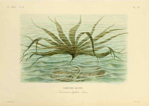 Reproducción/Reproduction 49583866577: Le Règne végétal;. Paris,L. Guérin,1870-72.. 